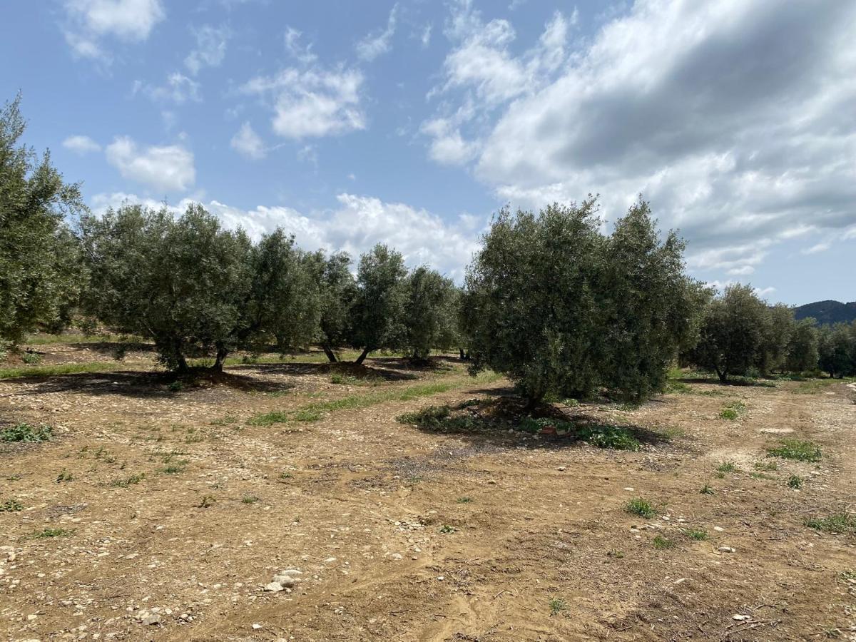Cuartos Y Desayunos Hacienda Los Olivos アロラ エクステリア 写真